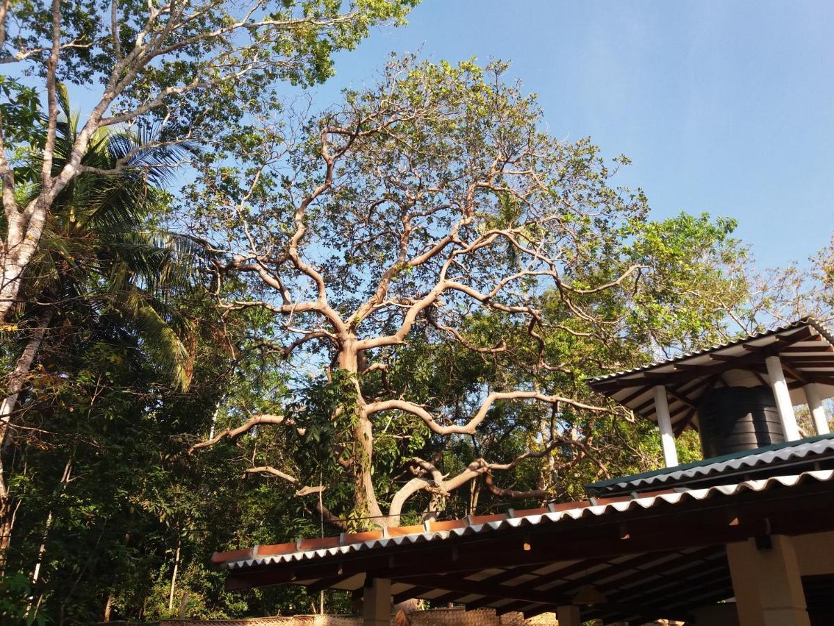 Cashew Villa Hiriketiya ดิคเวลลา ภายนอก รูปภาพ