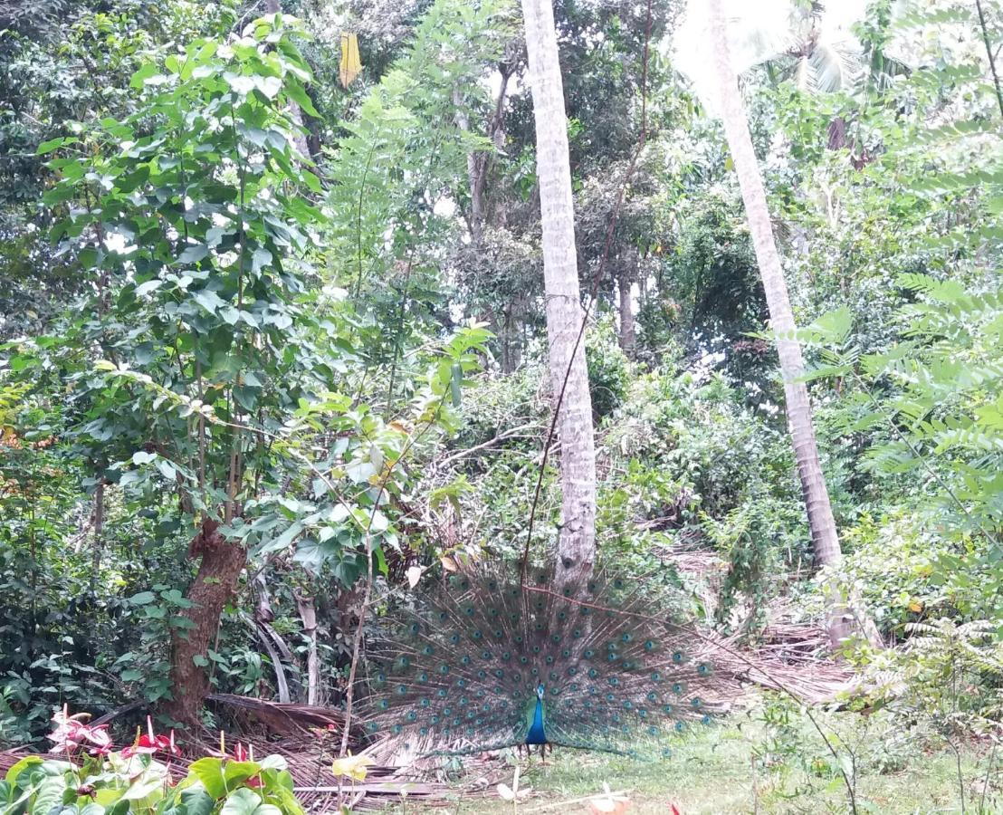 Cashew Villa Hiriketiya ดิคเวลลา ภายนอก รูปภาพ