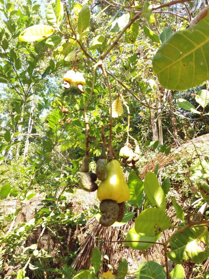 Cashew Villa Hiriketiya ดิคเวลลา ภายนอก รูปภาพ