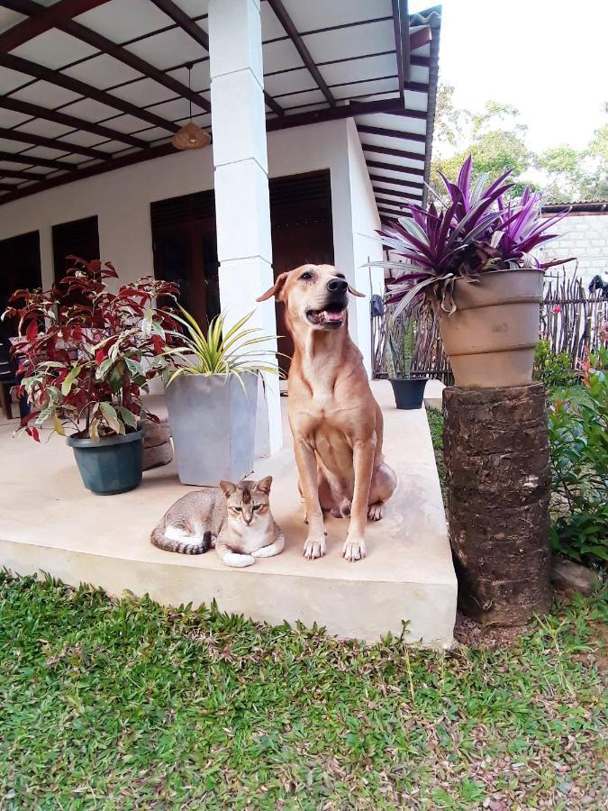 Cashew Villa Hiriketiya ดิคเวลลา ภายนอก รูปภาพ